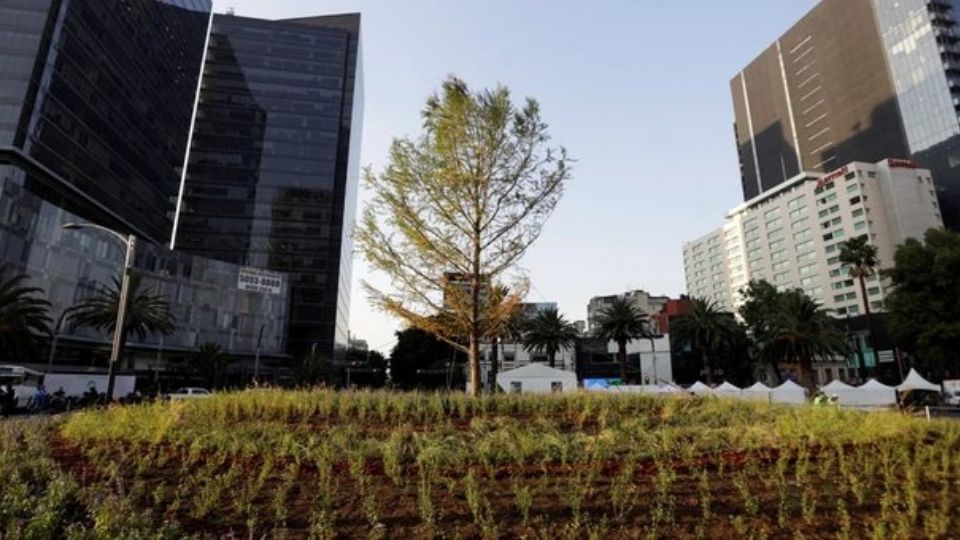 Para que quede bonito: Dan atención especial al ahuehuete de Paseo de la Reforma