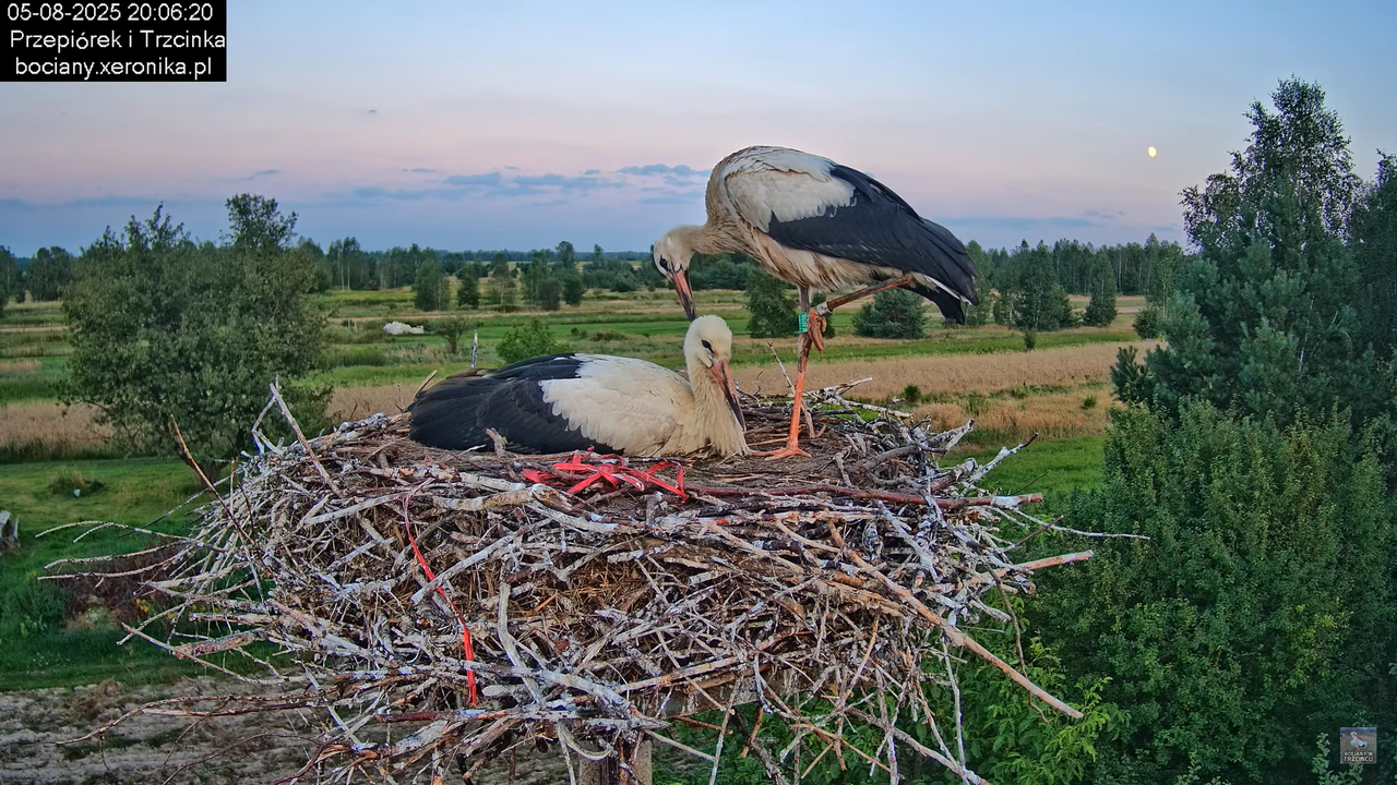 05082025bociany34