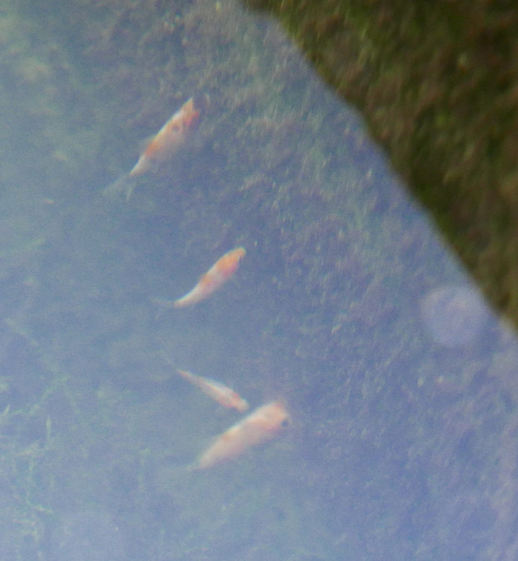 Fishmini2