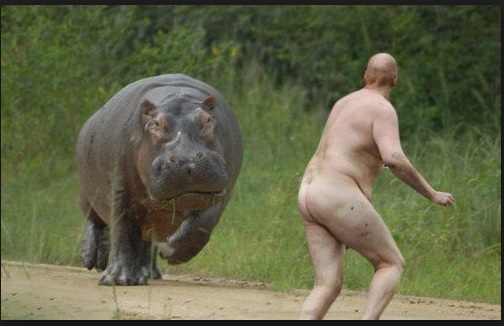 hippo
