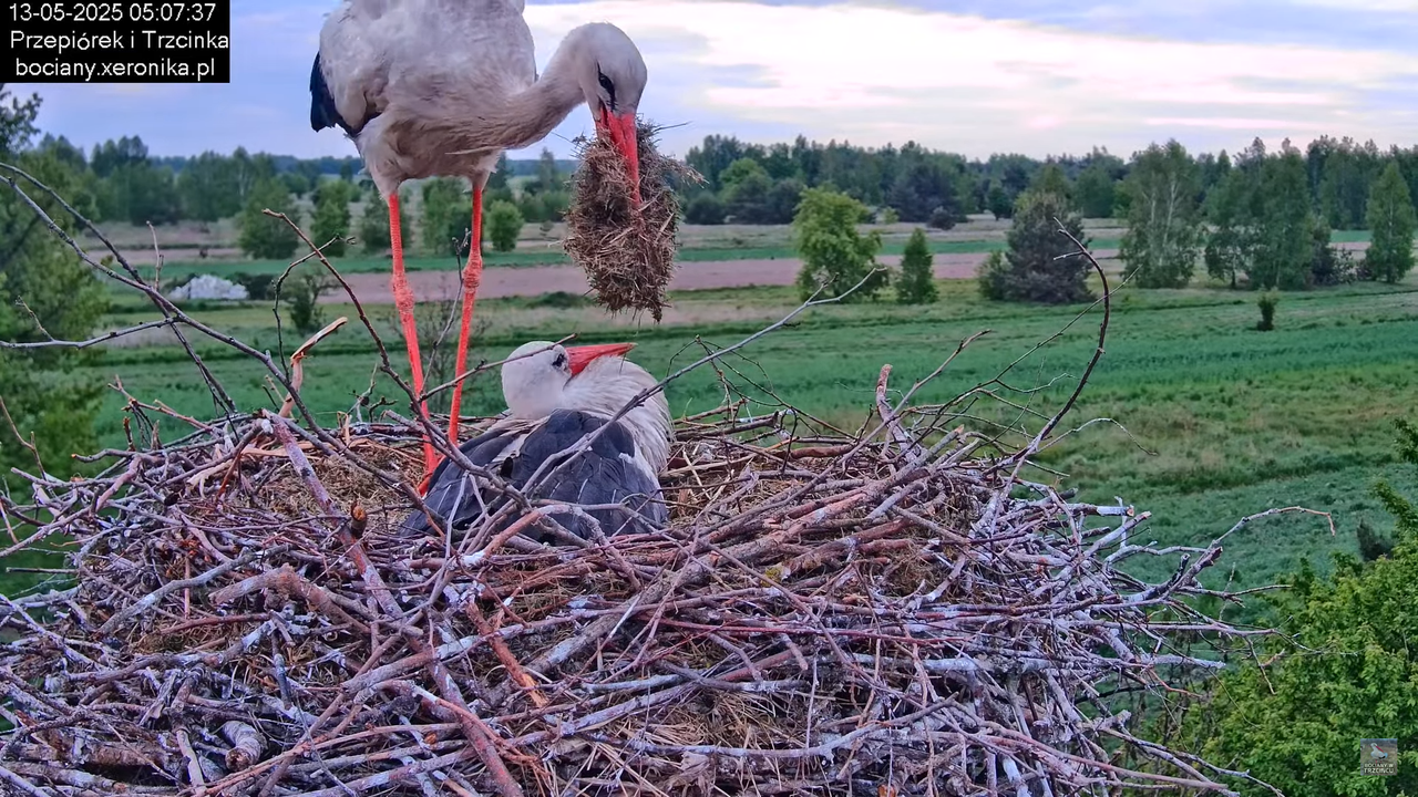 13052025bociany6