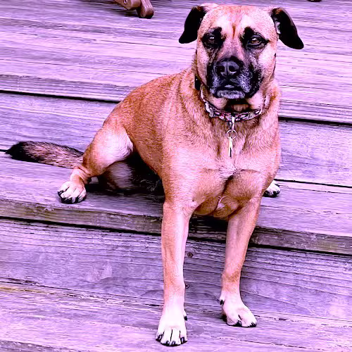 Dog sitting on two different levels of steps with purple tint (moody)