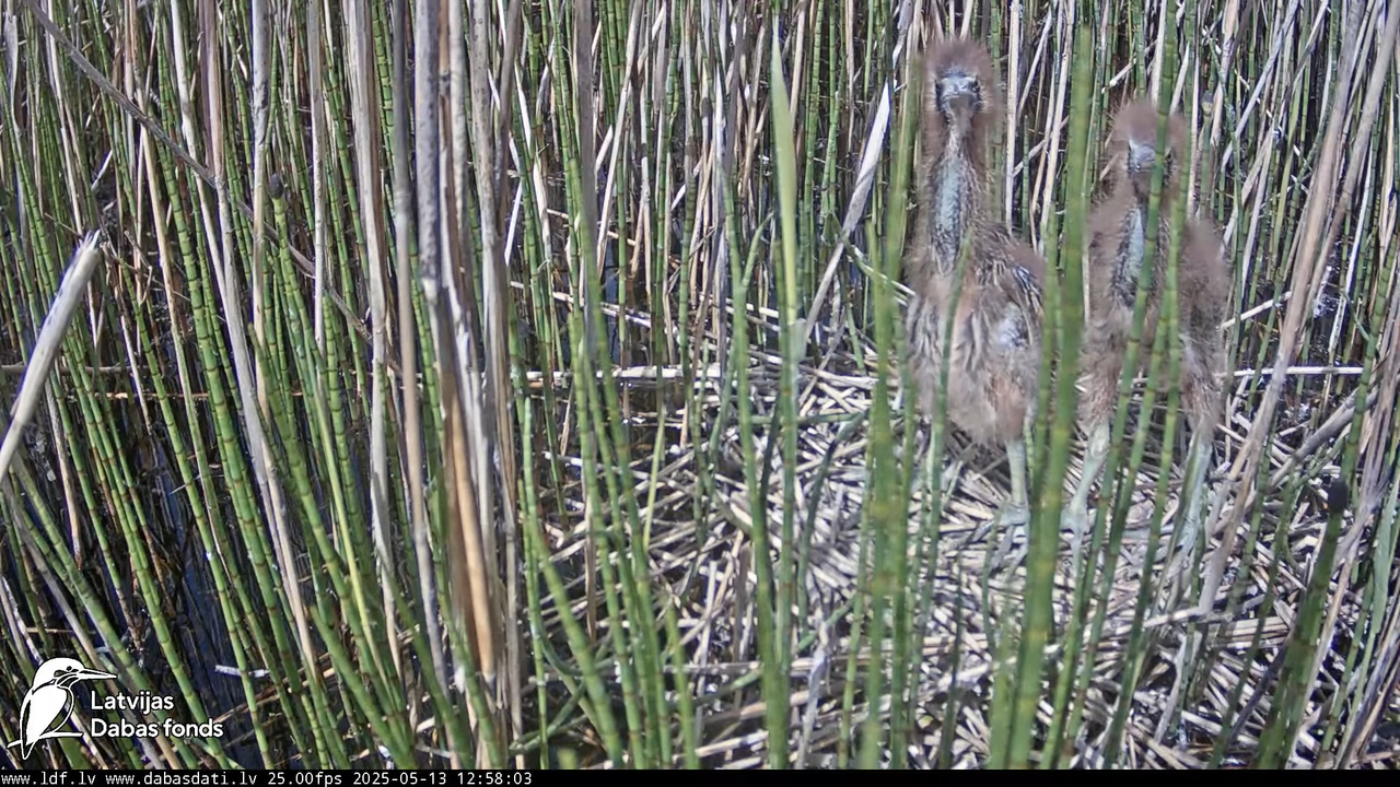 LDF Lielais dumpis (Botaurus stellaris) Zemītes pagastā 14-27-53 screenshot