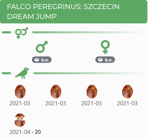 FALCO PEREGRINUS: DREAM JUMP SZCZECIN - 2020 Przechwytywanie-w-trybie-pe-noekranowym-20-04-2021-233132