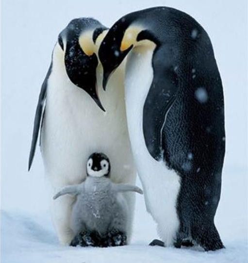 https://i.postimg.cc/mg9CBsdb/pingvinpar-kicsivel.jpg