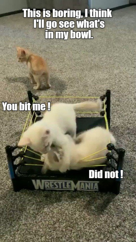 wrestlemania-anything-goes