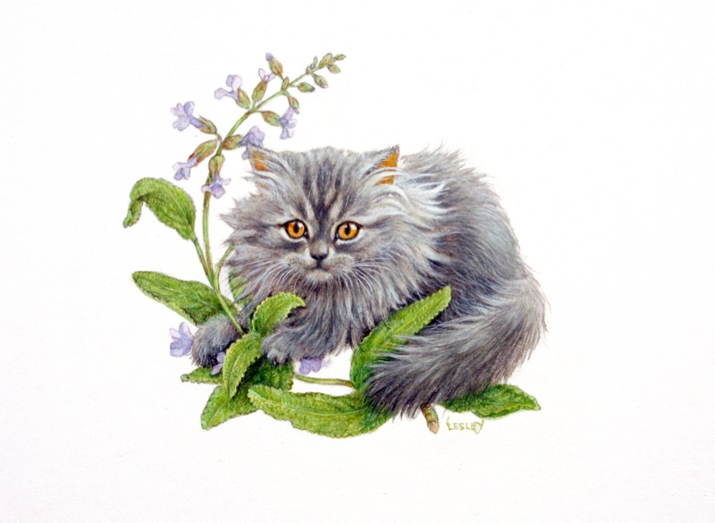 2-PASHA-WITH-SAGE-1-C19810-1
