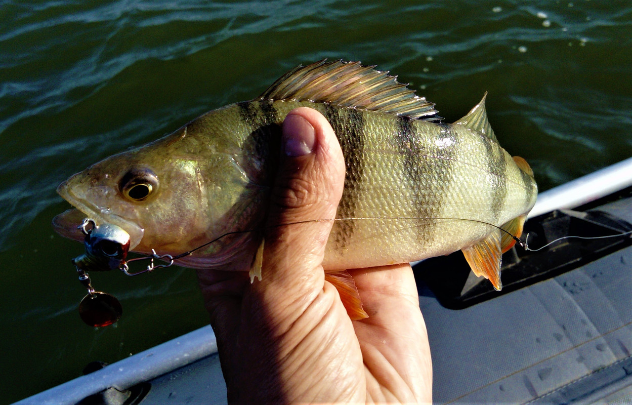 DSC_0972 — копия