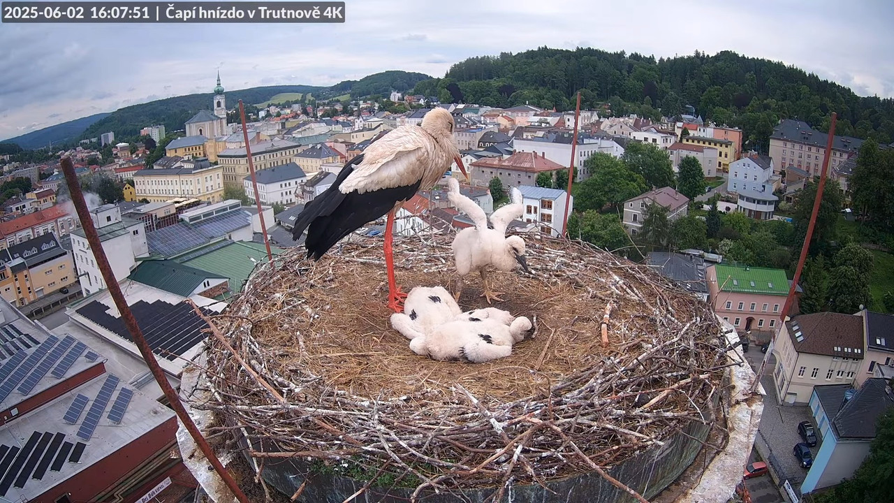 Tiešraide no stārķa ligzdas uz alus darītavas skursteņa Trutnovā 8-46-4 screenshot
