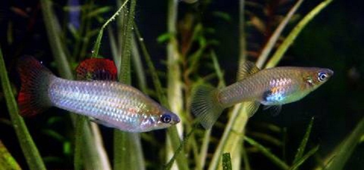 1Poecilia_salvatoris3
