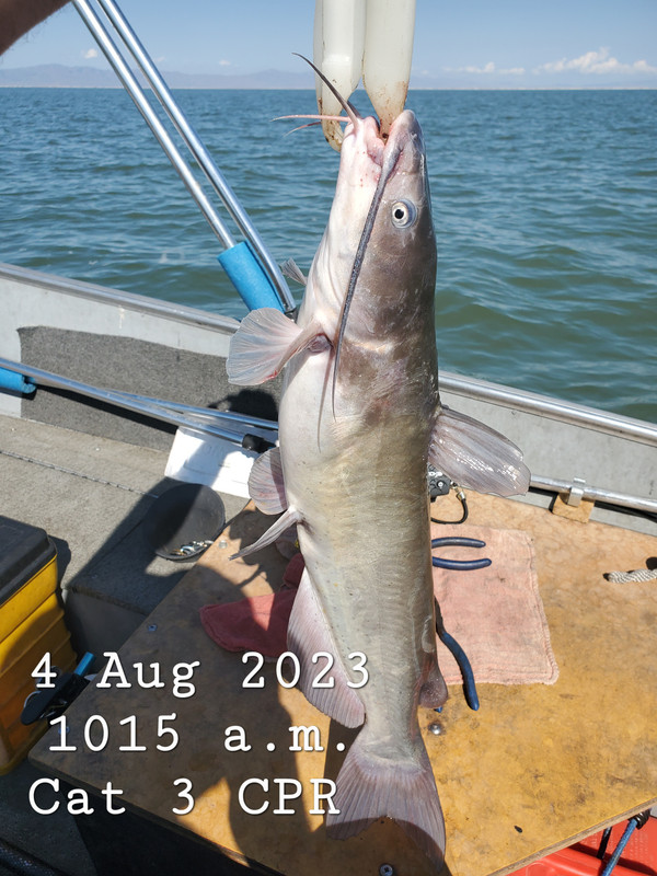 (028) 4 Aug # 3 Cat CPR