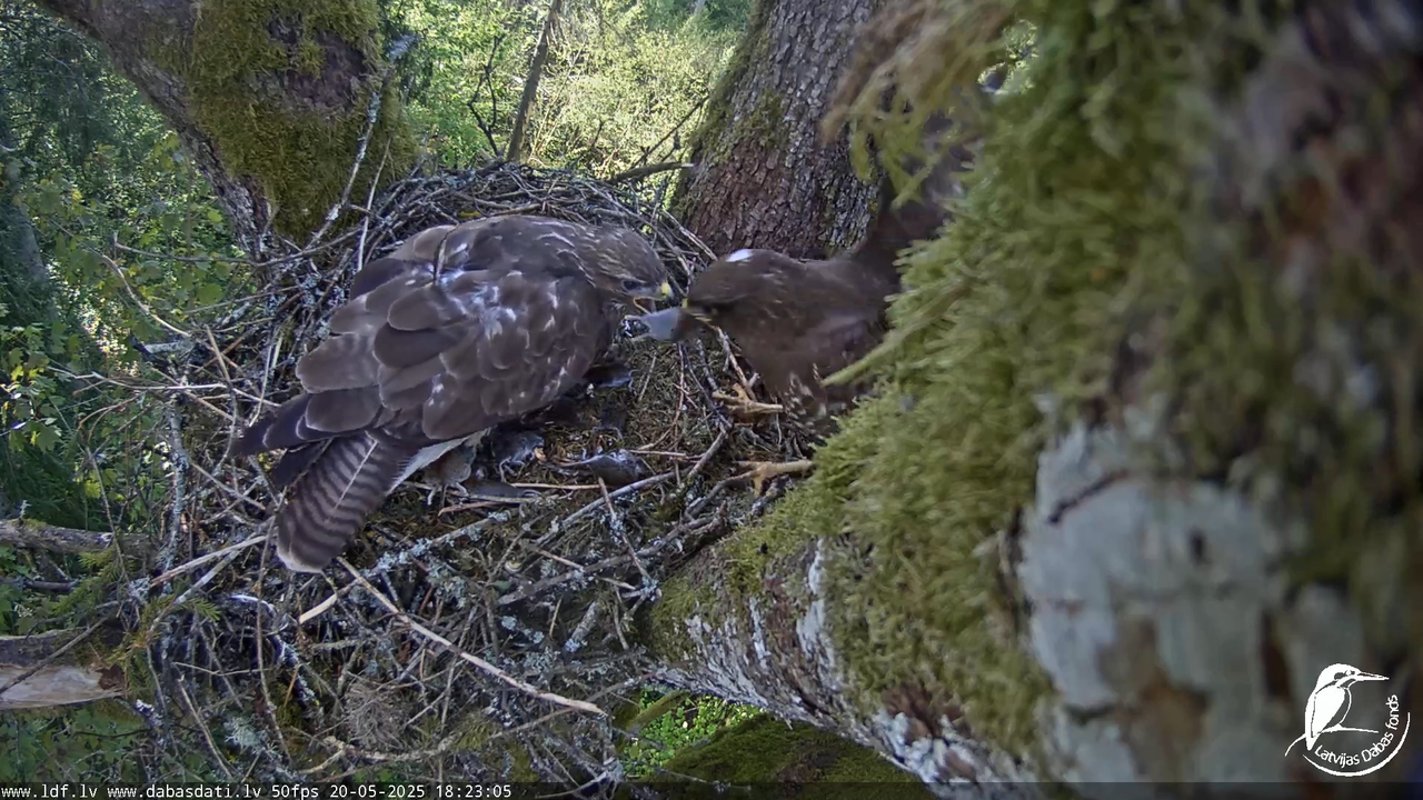 Melnās klijas (Milvus migrans) Kurzemē_ peļu klijāni (Buteo buteo) 13-47-35 screenshot