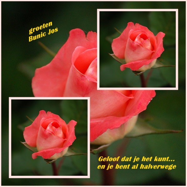 welkom opblog Bunic Jos