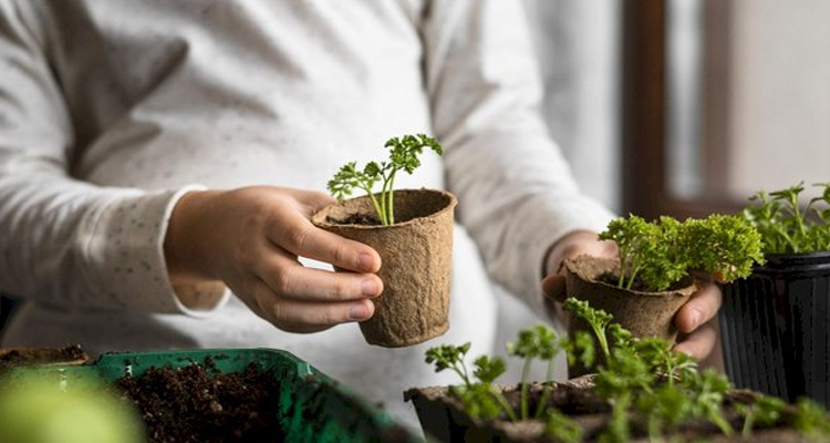 Integrated Urban Farming, Apakah Solusi Kebutuhan Pangan di Masa Depan?