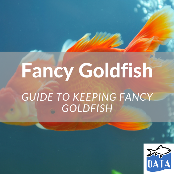 OATA Guide to keeping Fancy Goldfish  - Lincs Aquatics 2022. 