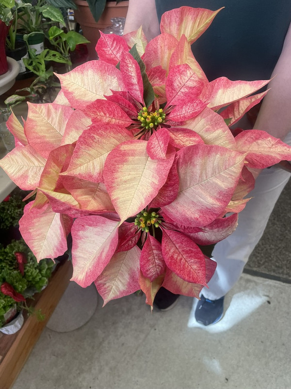 16E8FECC-310D-4A7B-8AA3-A9E11985DBE7_1_105_c