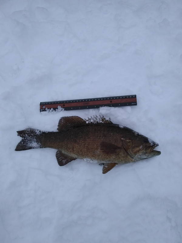 Bass