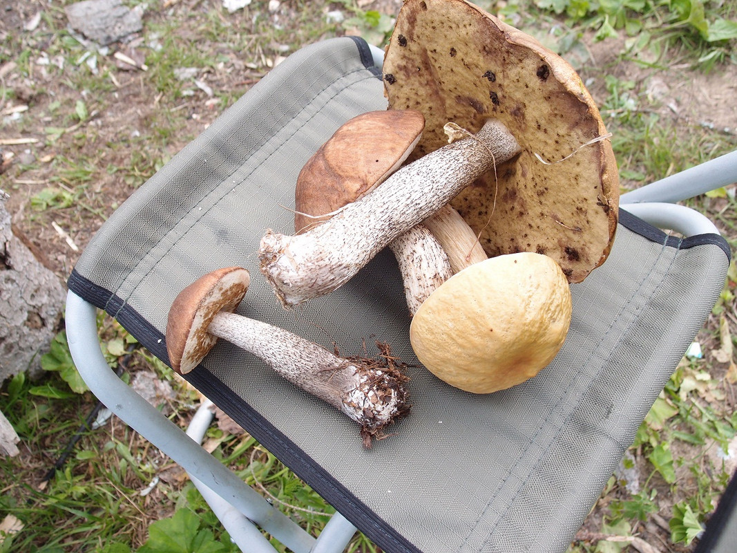 первые хрибы