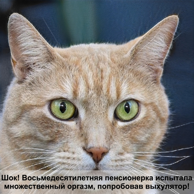 беременность шотландской кошки