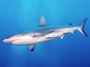 Tiburón