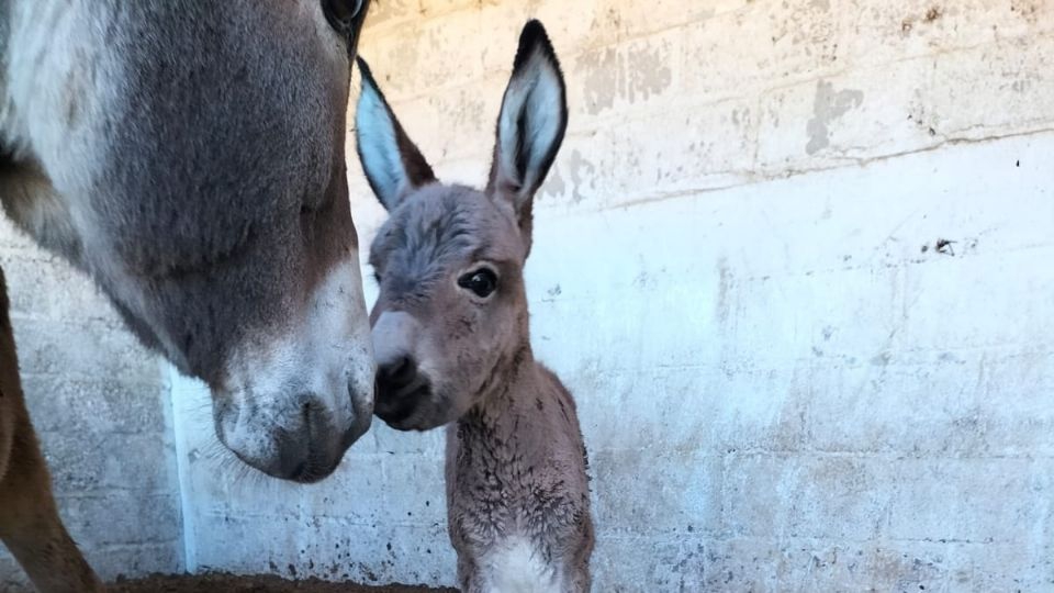 En Burrolandia crece la familia: Ya buscan un nombre para la nueva integrante