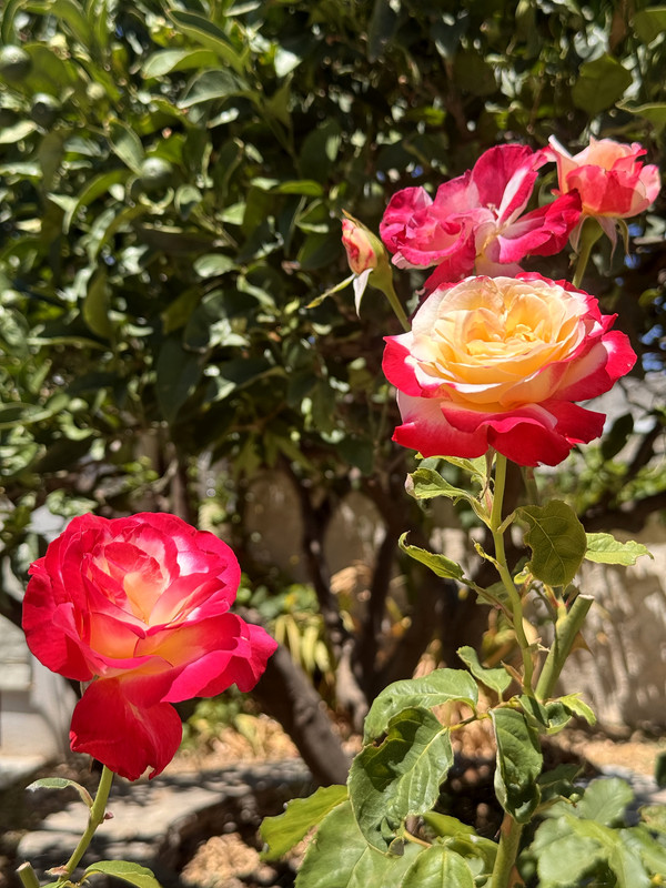 https://i.postimg.cc/mgJ6HJnf/IMG-3620-edit-234196928867907.jpg