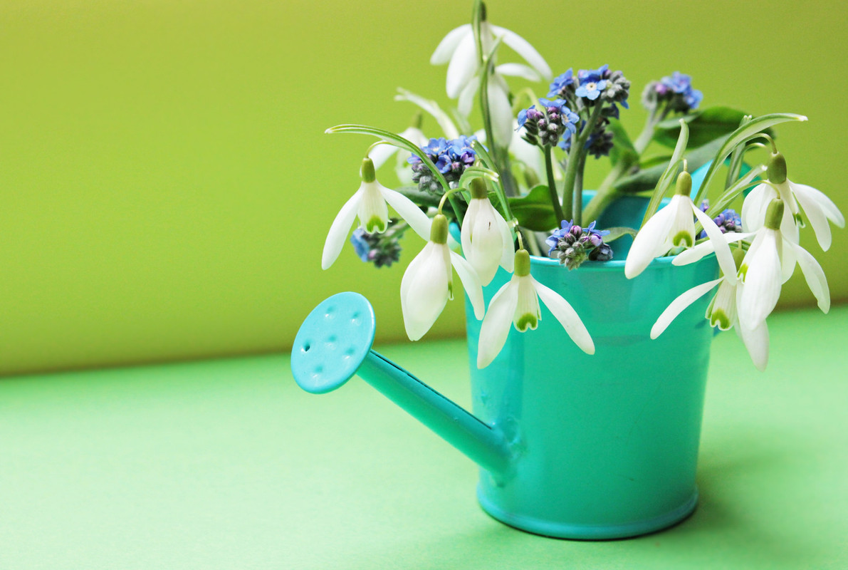 green-plants-watering-can.jpg