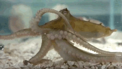 octopus-day-2.gif