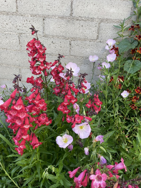 17868FE1-1025-45BF-89D0-4400D634BDCD_1_105_c