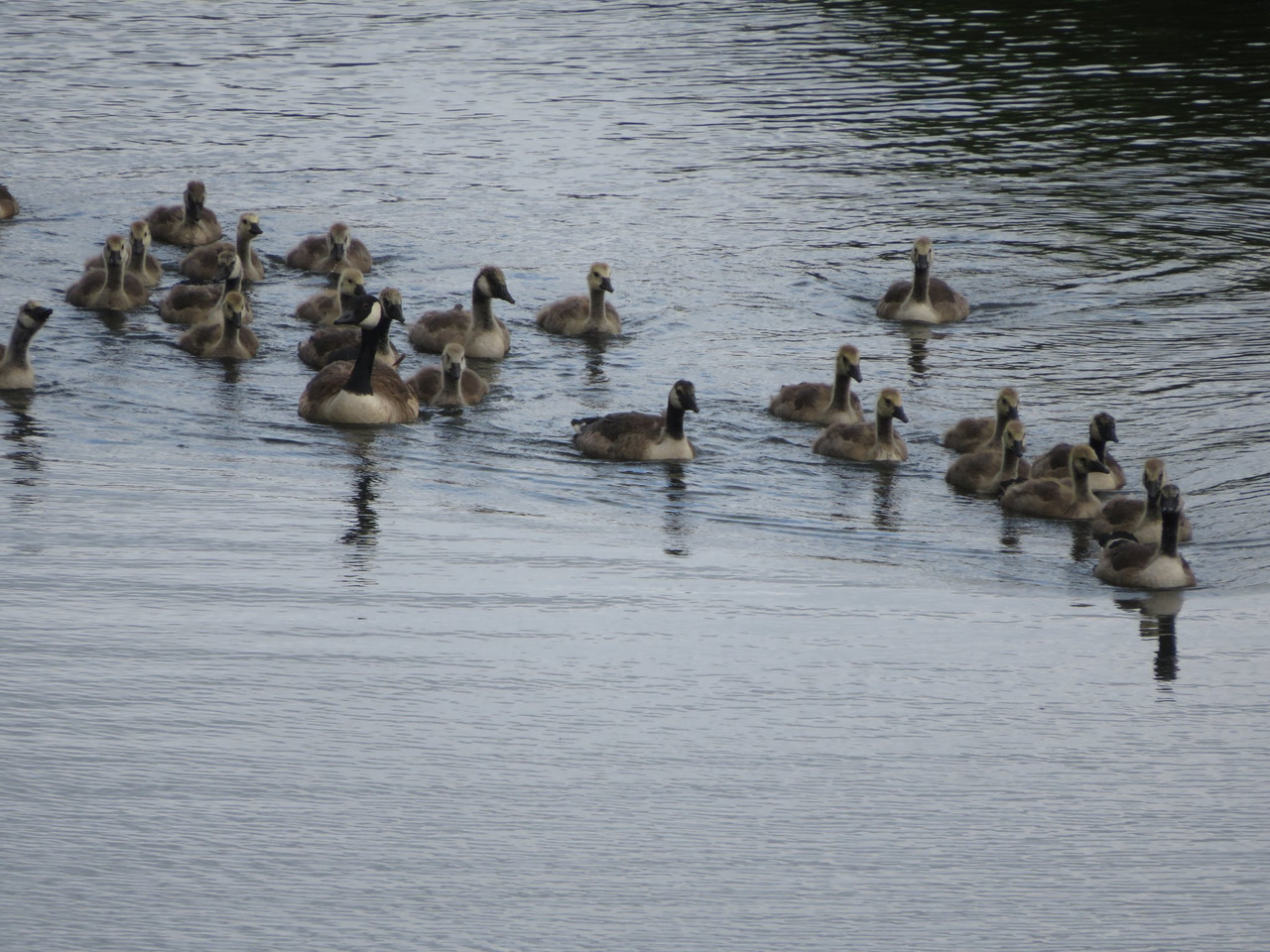 A creche of Canada geese