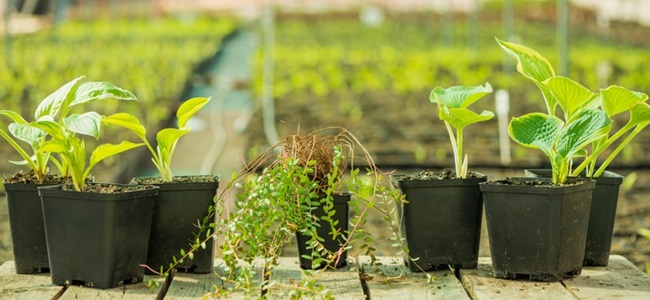 shop-gardenplants.ru &ndash; многолетние злаки