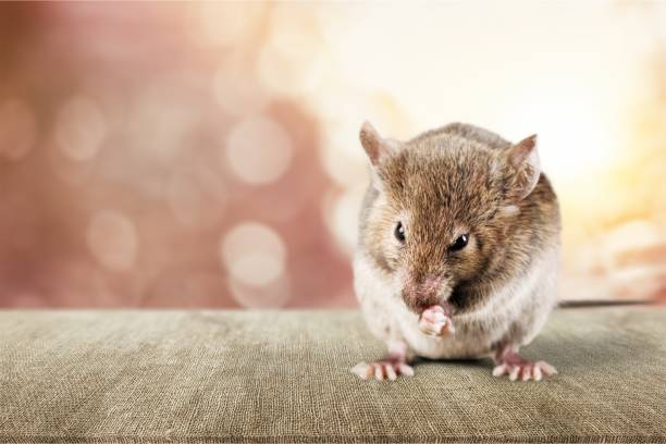 rodent-control-2.jpg