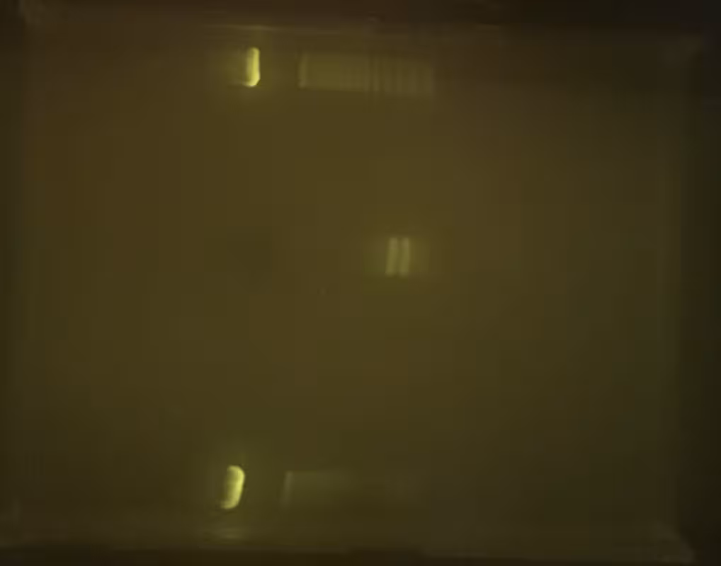 Pseudomonas fluorescence in petri dish (2023)