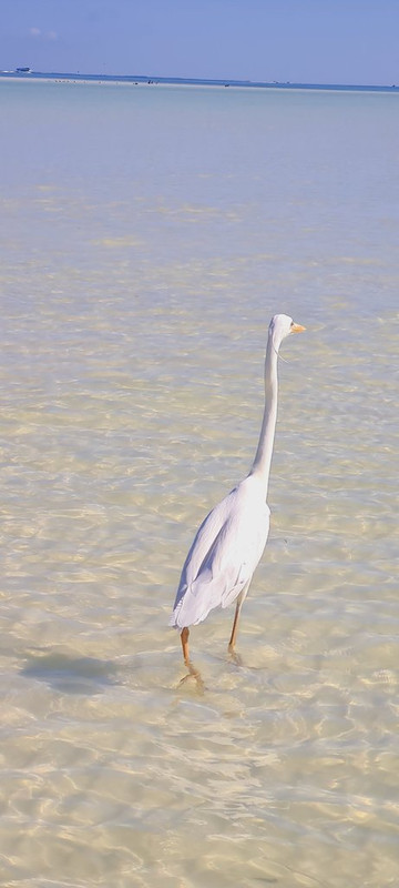 De cuando Riviera Maya me robó el corazón - Blogs de Mexico - Holbox: Yalahau-Isla Pasión-Punta Mosquito y Punta Coco (12)