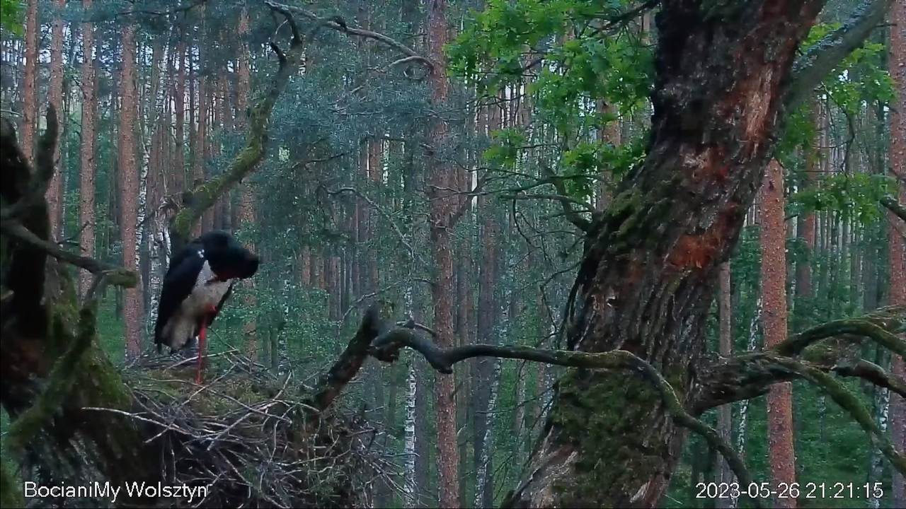 Zrzut ekranu (14453)