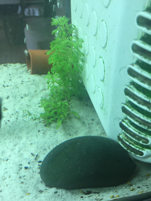 D93DB218-A2E9-4BB1-9246-12C0489FA19B