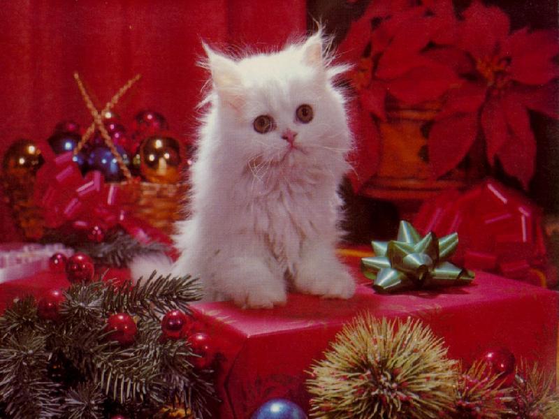 78-WHITE-KITTEN