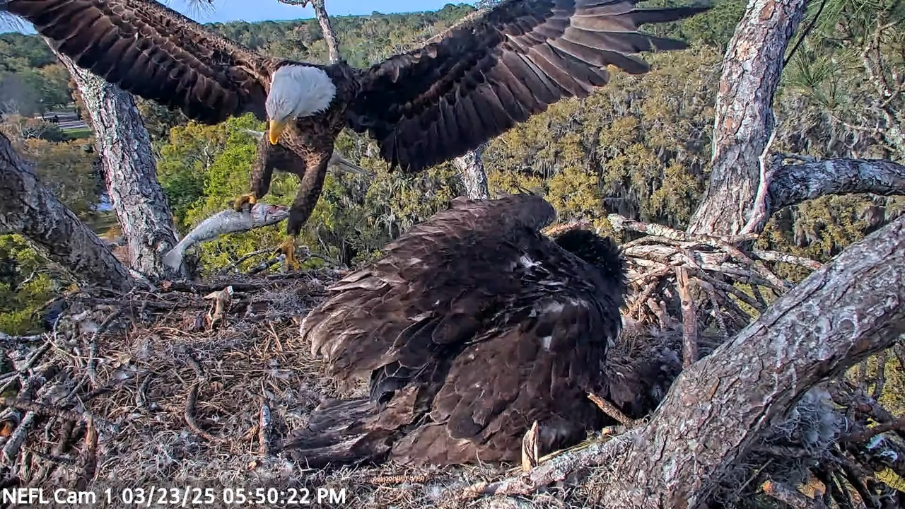 NEFL Cam 1 — tiešraidē Bald Eagle Cam 3-32-42 screenshot