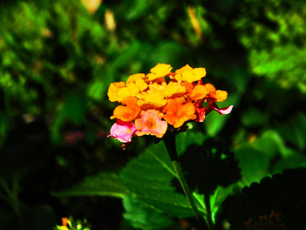 DSCN5373-II.jpg