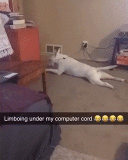 daily-gifdump-3388-29.gif