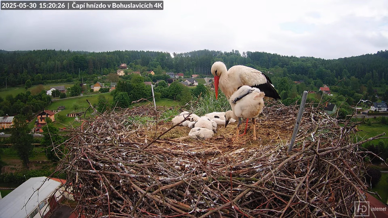 Živě z čapího komína firmy KARA v Bohuslavicích u Trutnova 13-8-57 screenshot