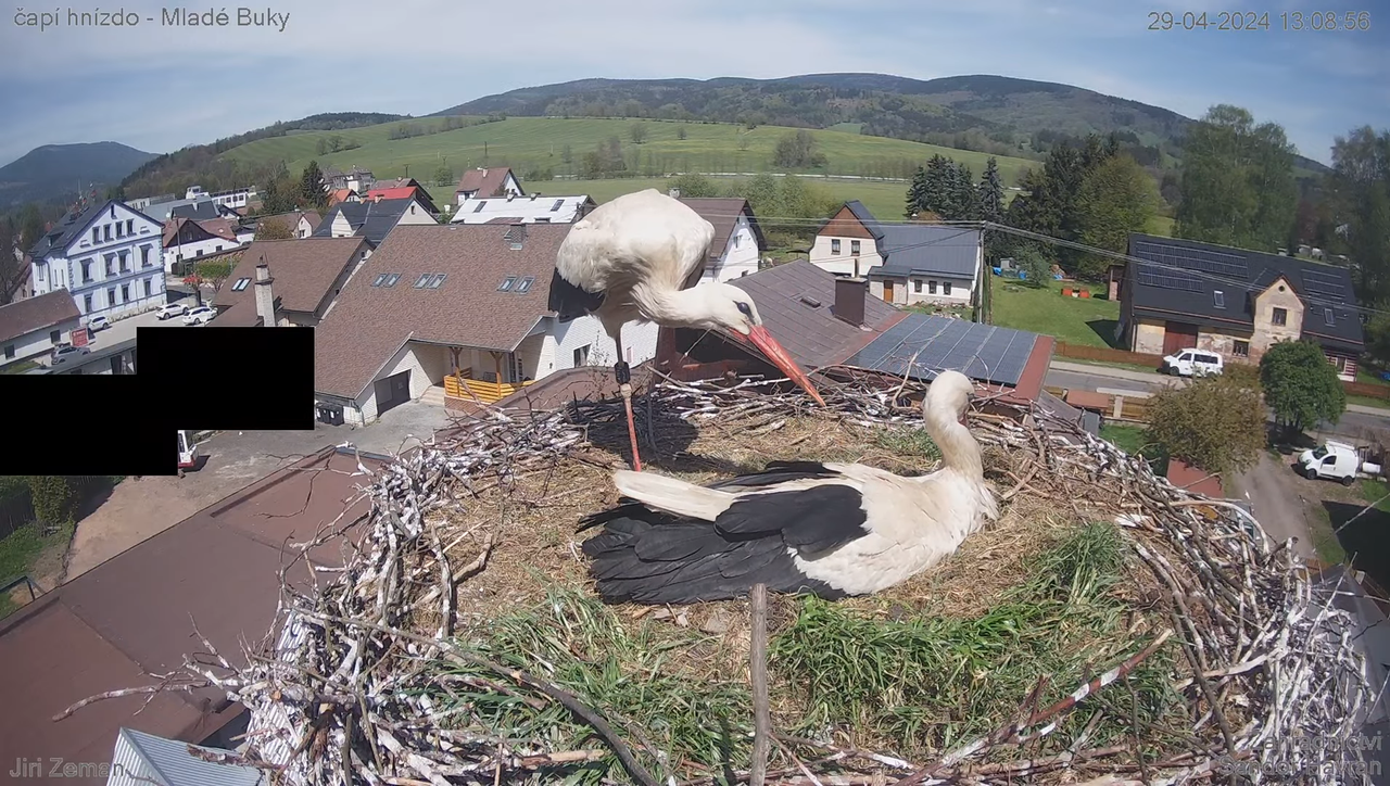Tiešraides kamera — Mladé Buky — stārķa ligzda 11-26-38 screenshot