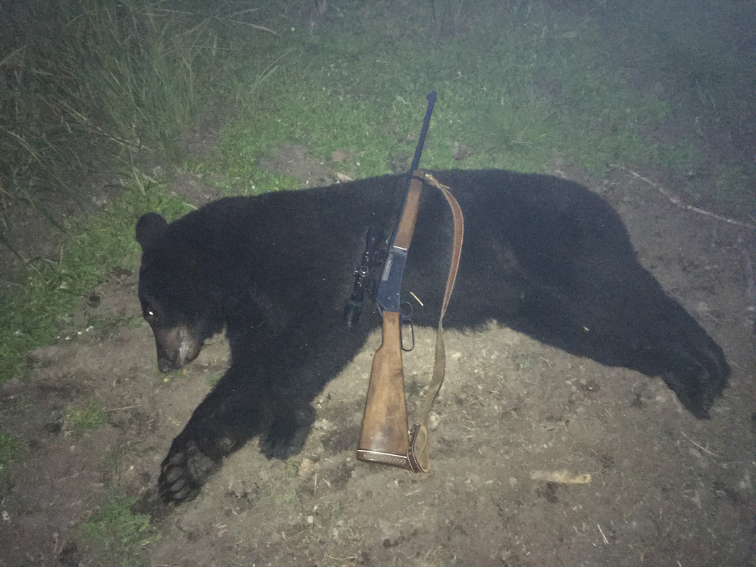 Aaron's 2020 Bear