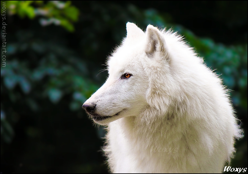 white-wolf.jpg