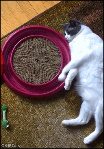 Funny-Cat-GIF-Lazy-chubby-cat-playing-with-his-Turbo-scratcher-cat-toy-in-the-laziest-way-haha-wha.gif