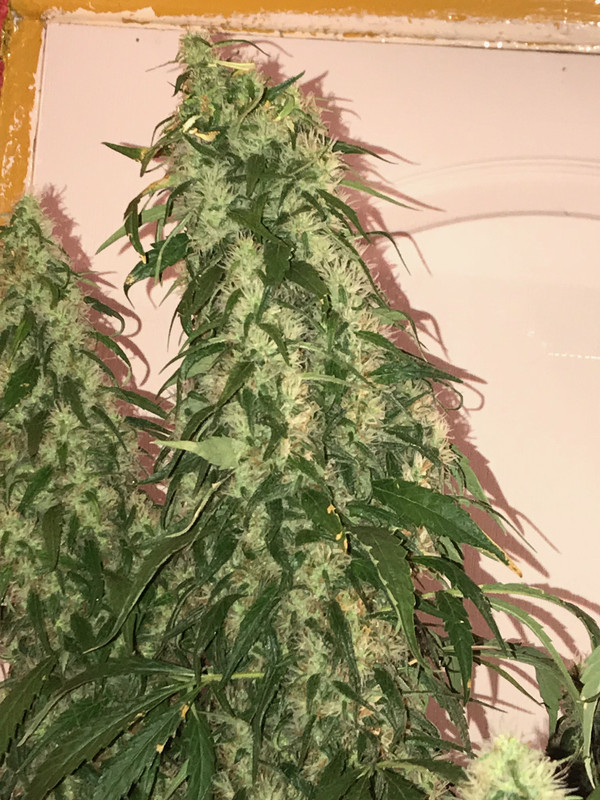 31E8D51B-954F-46C9-960B-45A689813EDC