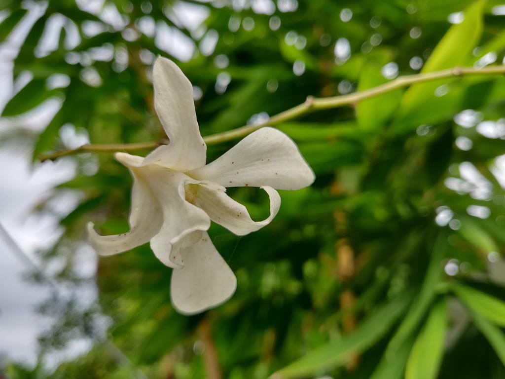 IMG-20181208-090318.jpg