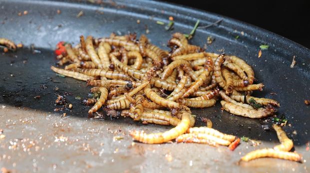 Can Parrots Eat Mealworms