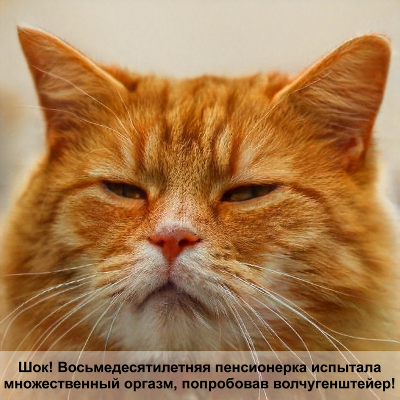 бенгальская кошка снежного окраса