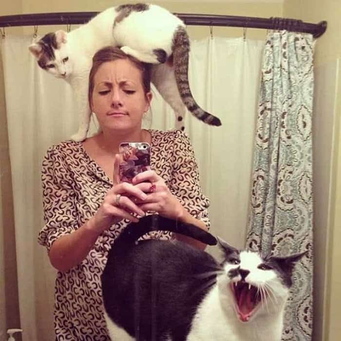 cats-that-dont-like-selfie-08